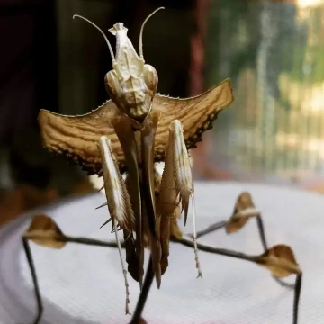 cutemantis.com kudlanka